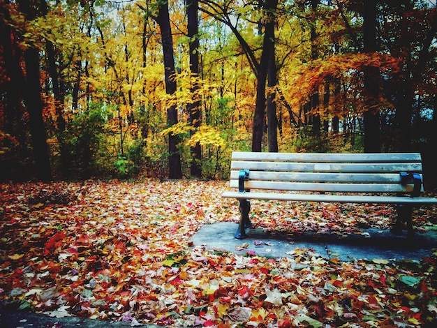 Foto folhas de outono no parque