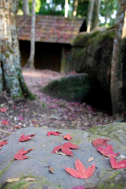 Foto folhas de outono no telhado de uma velha casa de madeira na floresta