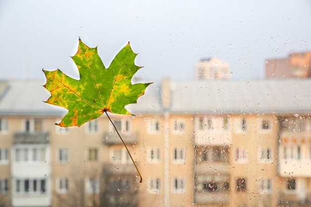 Folhas de outono reais na janela. foto sazonal. cores amarelas e verdes com textura. cartão postal de novembro. fundo transparente. bela vista da cidade.