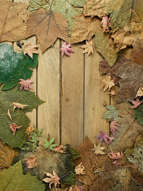 Folhas de outono sazonais de colorido