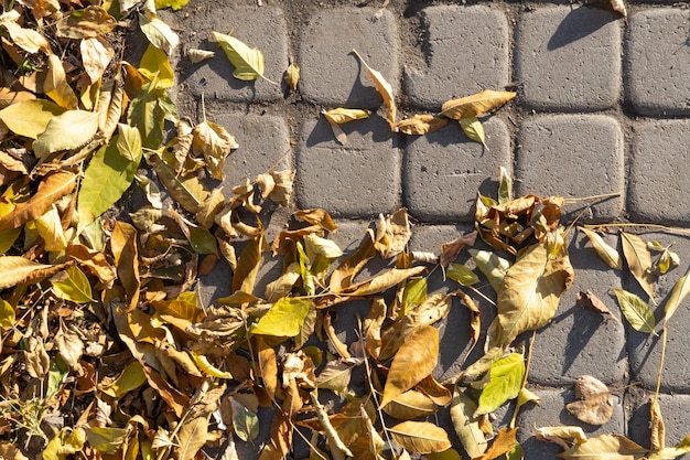 Folhas de outono secas brilhantes no asfalto na rua Limpeza de folhas caídas