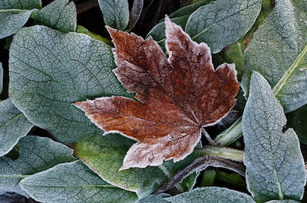 Folhas de outono secas geadas. Inverno natural