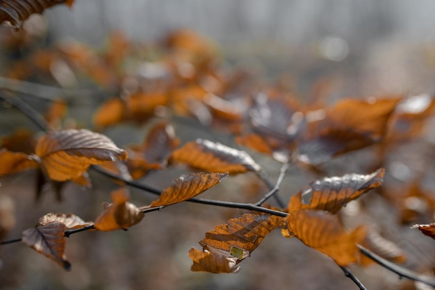 Folhas de outono secas marrons em galho de árvore na temporada de outono no parque