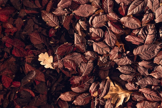 Folhas de outono vermelho-marrom e laranjeira na água nas poças do parque na cidade, limpeza de folhas de carvalho, papel de parede de outono outubro novembro