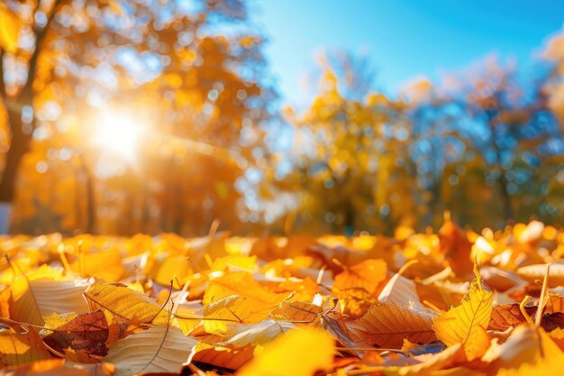 Foto folhas de outono vibrantes espalhadas pelo chão da floresta com um fundo suave de árvores