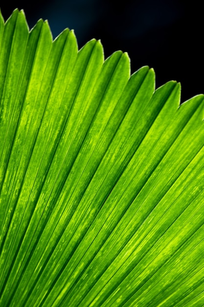Folhas de palmeira brilham verdes à luz do sol.