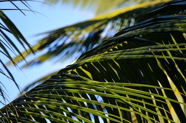 Folhas de palmeira contra o céu azul