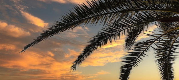 Folhas de palmeira contra o céu Foco seletivo