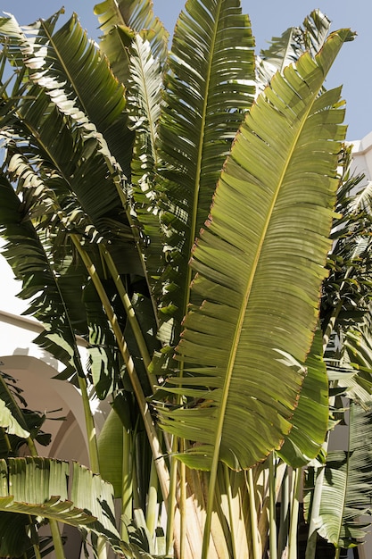 Folhas de palmeira de coco. Linda natureza tropical exótica de verão