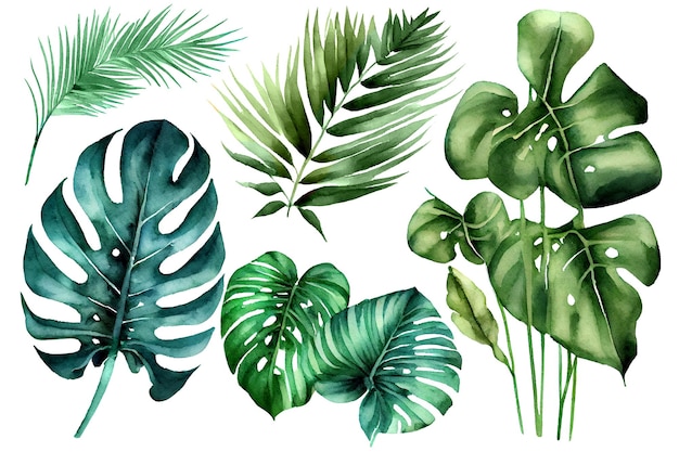 Folhas de palmeira de plantas exóticas monstera em uma ilustração de aquarela de fundo branco isolada Botânica