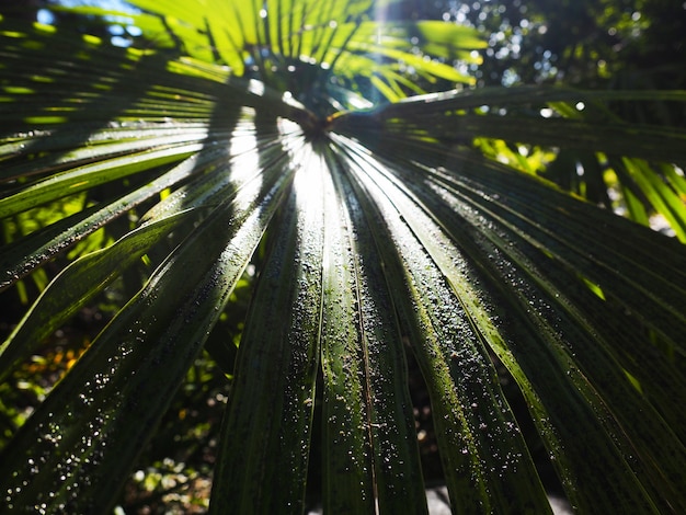 Folhas de palmeira depois da chuva