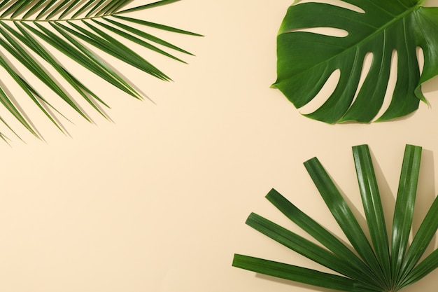 Folhas de palmeira diferentes na tabela de cores