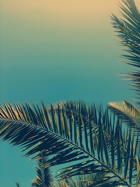 Foto folhas de palmeira e o fundo de viagens de verão do céu