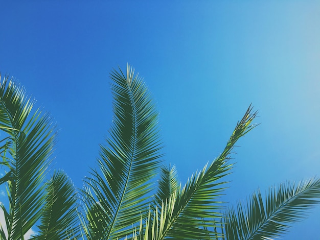 Folhas de palmeira e o fundo de viagens de verão do céu