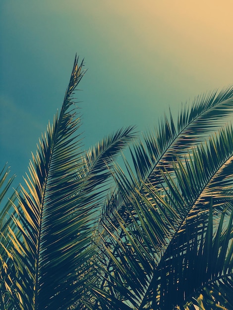 Folhas de palmeira e o fundo de viagens de verão do céu