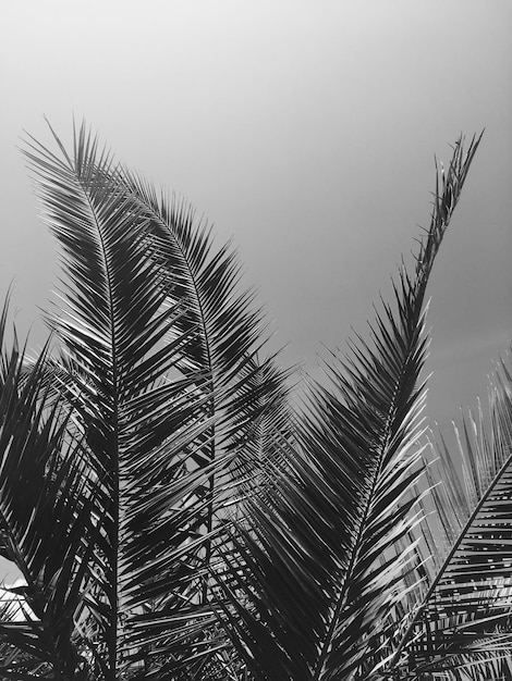 Folhas de palmeira e o fundo de viagens de verão do céu