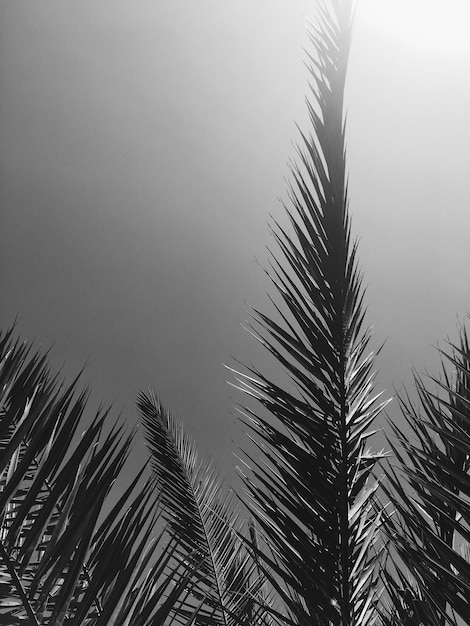 Folhas de palmeira e o fundo de viagens de verão do céu