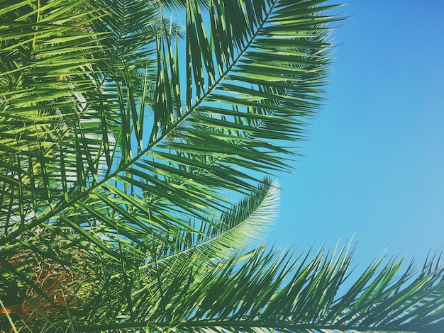 Folhas de palmeira e o fundo de viagens de verão do céu