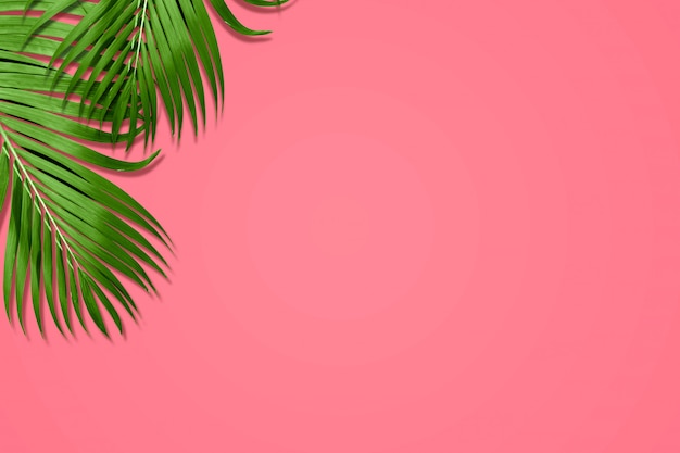 Folhas de palmeira em cores vibrantes