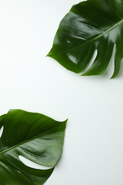 Foto folhas de palmeira em fundo branco isolado, espaço para texto