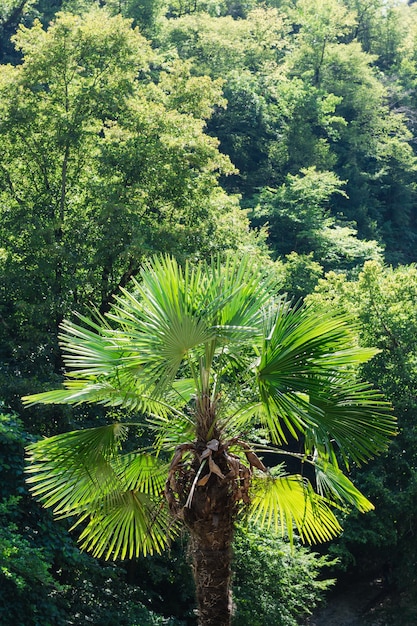 folhas de palmeira folhas de palmeira fundo