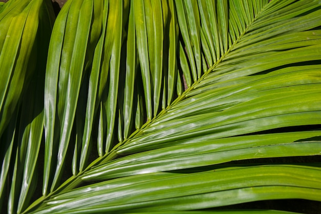 Folhas de palmeira fundo verde