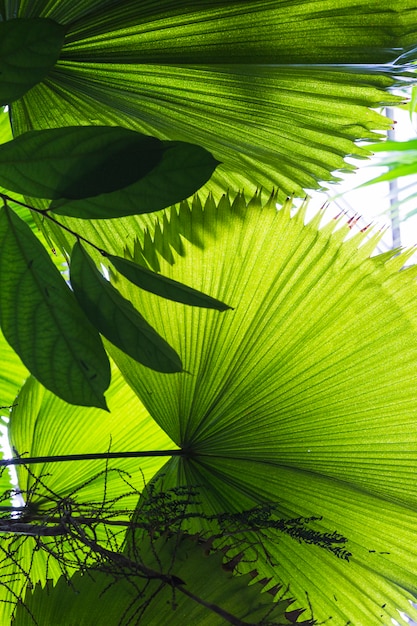 Folhas de palmeira grande em forma de leque