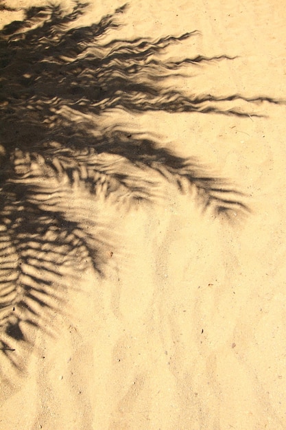 Folhas de palmeira lançando sombra na areia