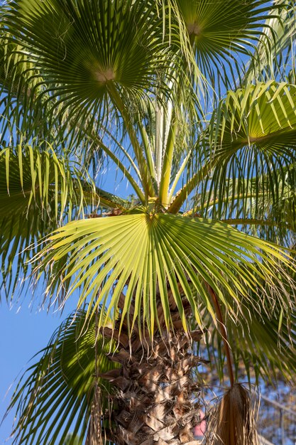 Folhas de palmeira linda fechar