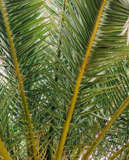 Folhas de palmeira mediterrâneas na temporada de verão