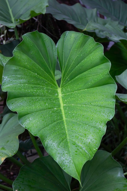 Folhas de palmeira monstera tropical exótica,