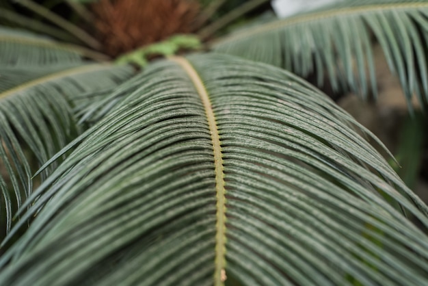 Folhas de palmeira na selva.