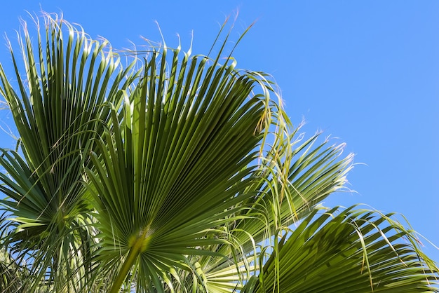 Folhas de palmeira no fundo do céu azul no verão