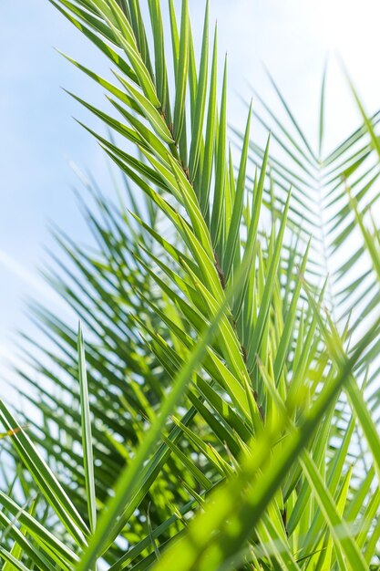 Folhas de palmeira no verão