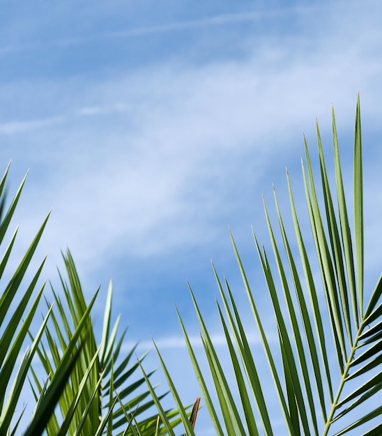 Folhas de palmeira no verão