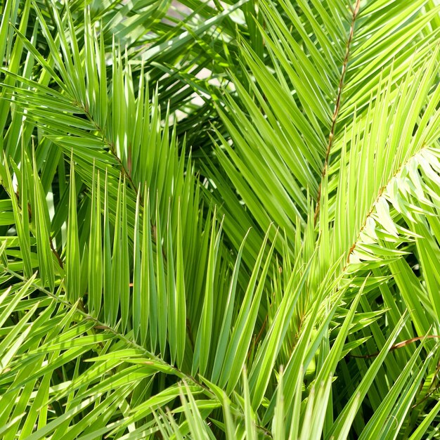 Folhas de palmeira no verão