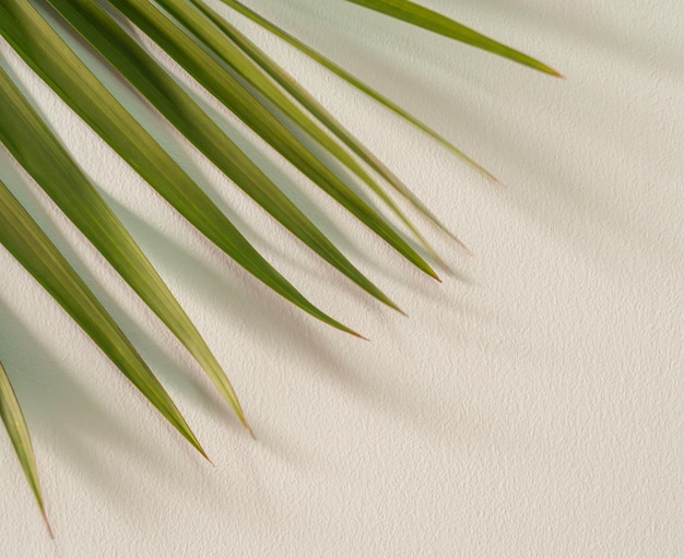 Folhas de palmeira ou coco e sombras No lado pintado da parede de concreto Abstrato