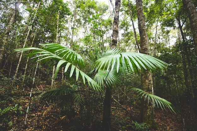 Foto folhas de palmeira, planta verde natural na selva