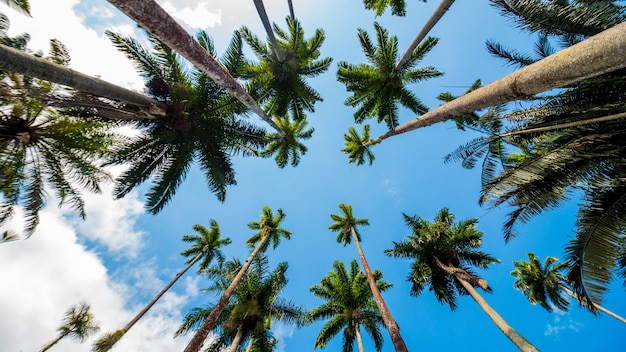 Folhas de palmeira real com um lindo céu azul no Rio de Janeiro, Brasil.