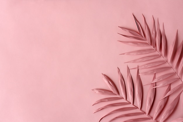 Foto folhas de palmeira rosa