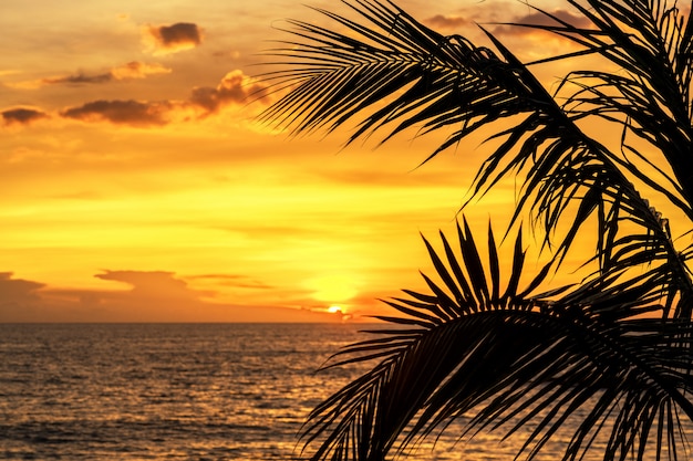 Folhas de palmeira silhueta no céu neary mar oceano praia ao pôr do sol ou nascer do sol para viagens de lazer e férias conceito