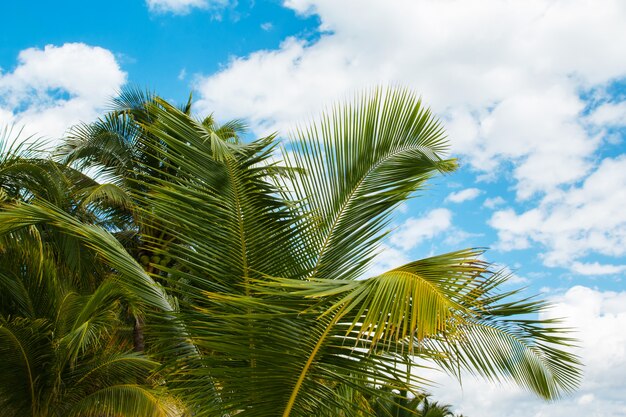 Folhas de palmeira sobre o fundo do céu azul