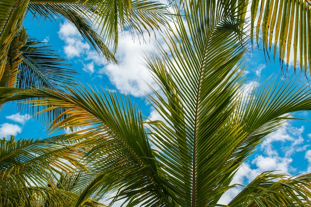 Folhas de palmeira sobre o fundo do céu azul