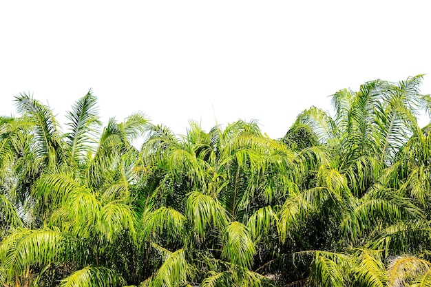 folhas de palmeira tropicais e fundo de céu brilhante