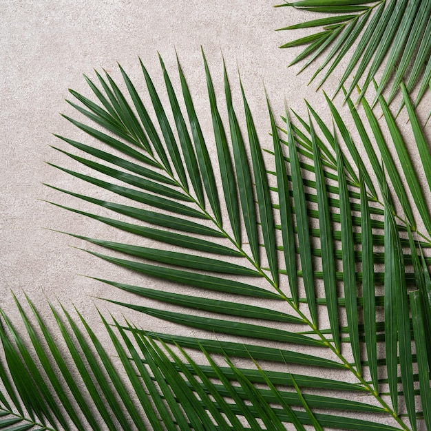 Folhas de palmeira tropicais isoladas em fundo cinza escuro