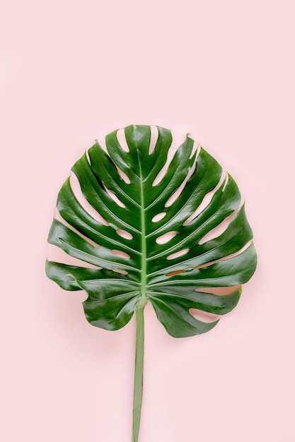 Foto folhas de palmeira tropicais monstera em fundo rosa plano plano vista de cima conceito mínimo