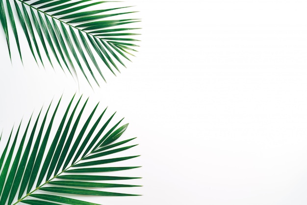 Folhas de palmeira tropical com espaço de cópia
