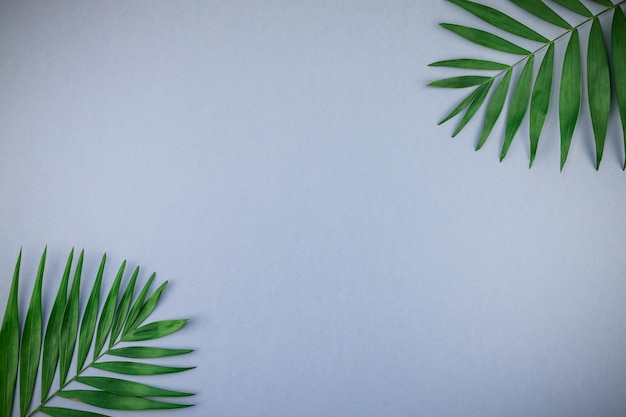 Folhas de palmeira tropical em fundo azul papel cinza