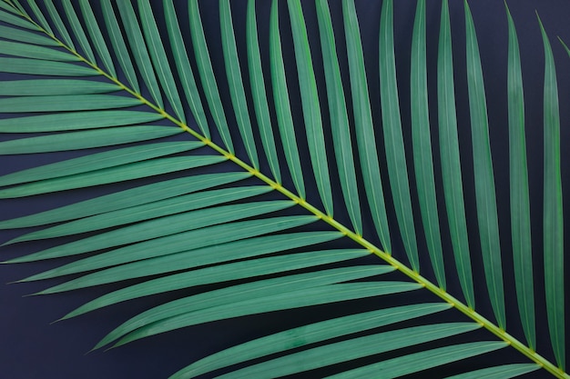 Folhas de palmeira tropical em fundo preto