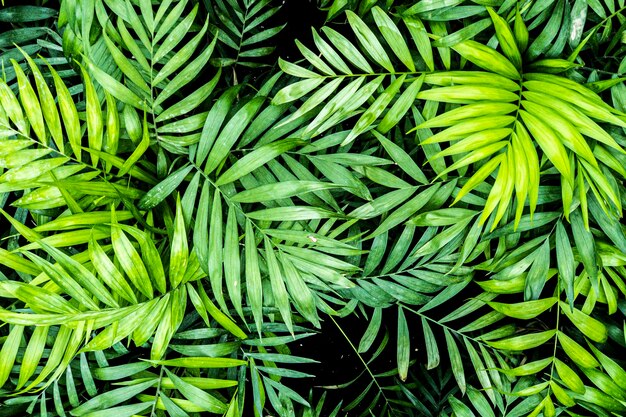Foto folhas de palmeira tropical fundo de padrão floral textura de natureza exótica folhas verdes dos trópicos